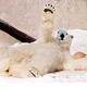 Illustration for article titled Polar Bear Still Stuck In Milwaukee Moat • Swedes Criticize Gender Roles In Lego Catalog